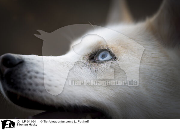 Siberian Husky / Siberian Husky / LP-01164