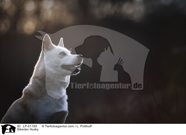 Siberian Husky / Siberian Husky / LP-01165