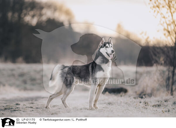 Siberian Husky / Siberian Husky / LP-01170