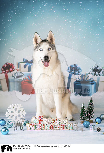 Siberian Husky / Siberian Husky / JAM-06564