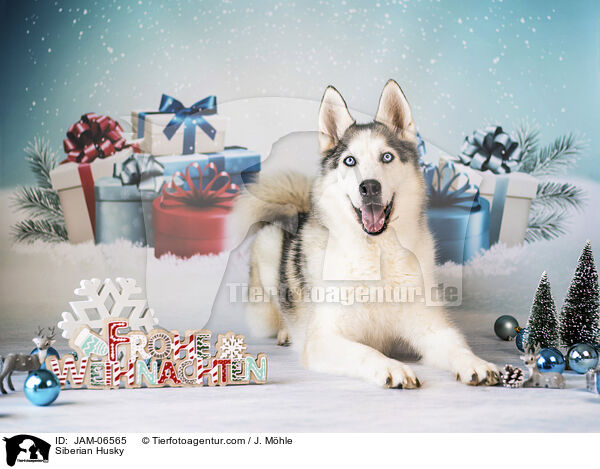 Siberian Husky / Siberian Husky / JAM-06565