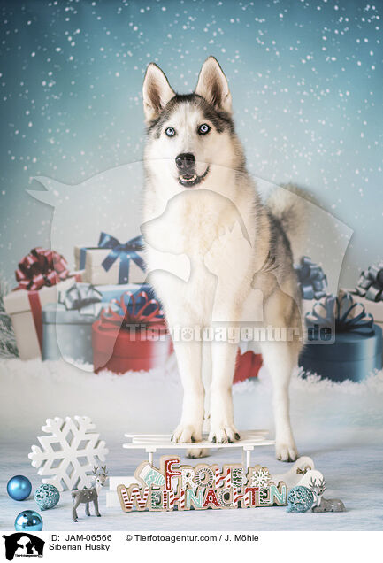 Siberian Husky / Siberian Husky / JAM-06566