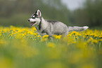 Siberian Husky Puppy