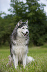 sitting Siberian Husky