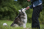 sitting Siberian Husky