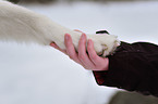 Siberian Husky gives paw