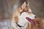 Siberian Husky Portrait