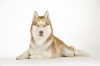 lying Siberian Husky