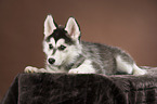 Siberian Husky puppy