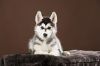 Siberian Husky puppy