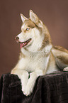 lying Siberian Husky