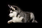 Siberian Husky puppy