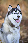 Siberian Husky Portrait