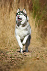 running Siberian Husky