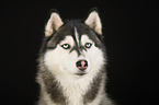 Siberian Husky Portrait