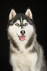 Siberian Husky Portrait