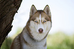 Siberian Husky Portrait