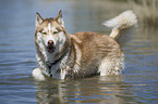 bathing Siberian Husky