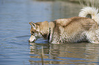 drinking Siberian Husky