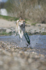 running Siberian Husky