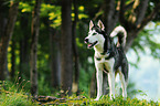 Siberian Husky