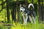 walking Siberian Husky