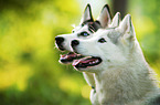 Siberian Huskys