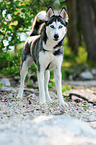 Siberian Husky