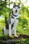 sitting Siberian Husky