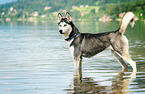 bathing Siberian Husky