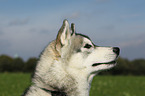 Siberian Husky Portrait