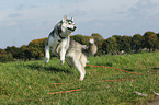 running Siberian Husky