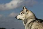 Siberian Husky Portrait