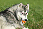 Siberian Husky with ball