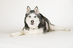 lying Siberian Husky