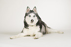 lying Siberian Husky