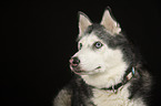 Siberian Husky Portrait