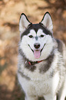 Siberian Husky Portrait