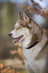 Siberian Husky Portrait