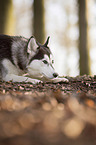 lying Siberian Husky