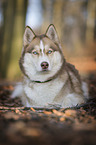 lying Siberian Husky