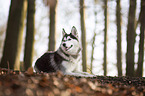 lying Siberian Husky