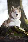 lying Siberian Husky