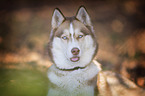 Siberian Husky Portrait