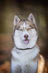 Siberian Husky Portrait