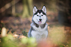 Siberian Husky Portrait