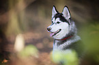 Siberian Husky Portrait