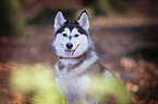 Siberian Husky Portrait