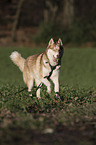 running Siberian Husky