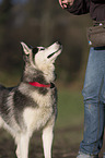 Siberian Husky Portrait